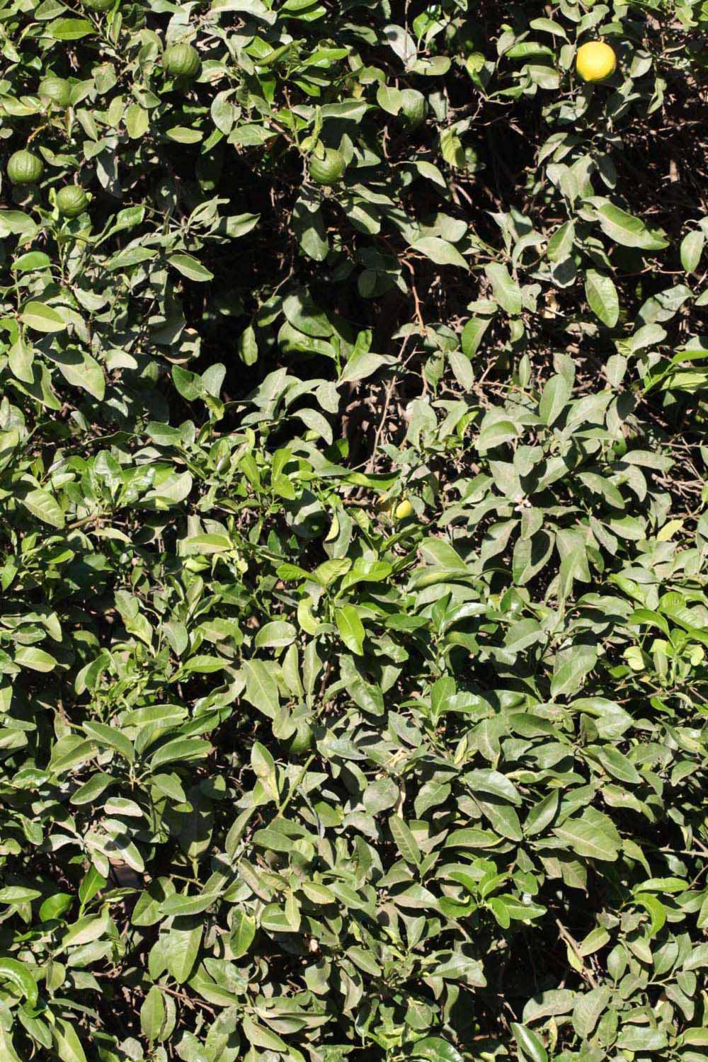            Habit (Riverside, CA)   